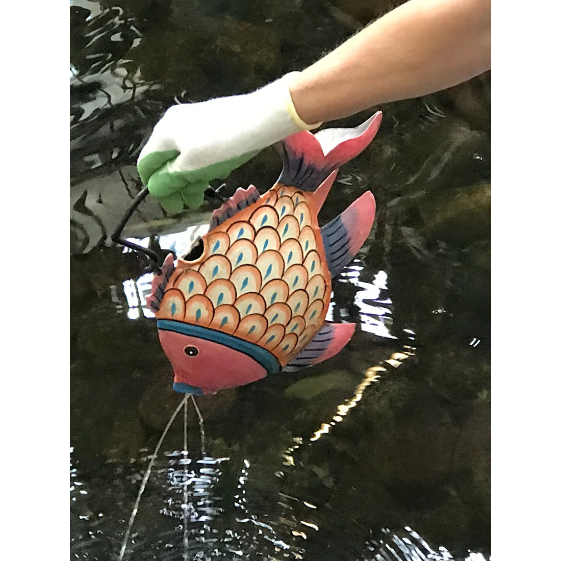 Candy The Clown Fish Plant Pals Water Can