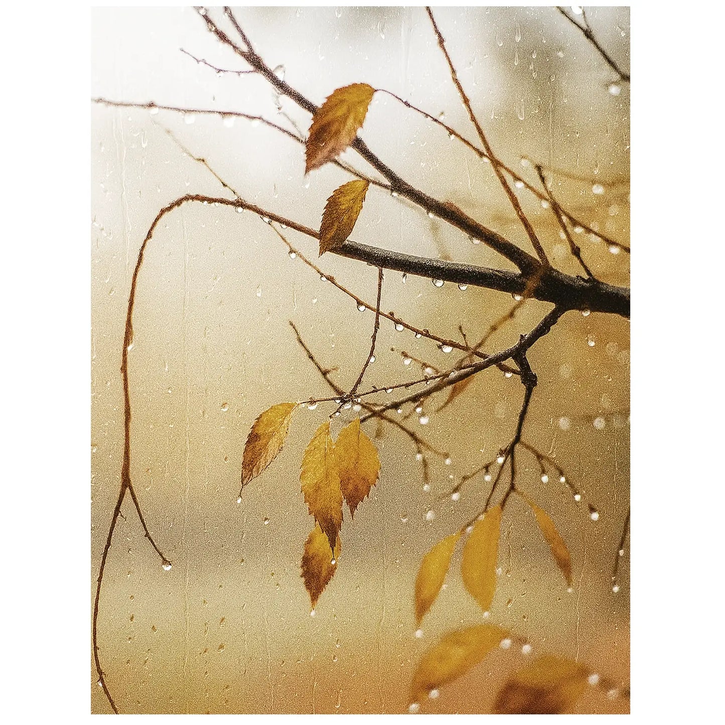 November Rain